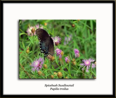 _ACT7432.tif