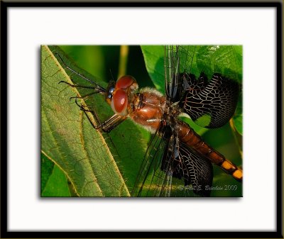 _PAS2475-2.tif