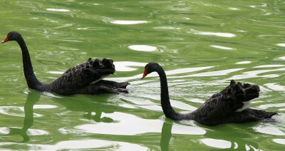 Black Swans.jpg