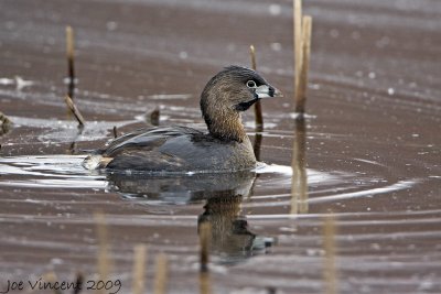 Pied Billed Grebe