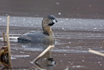 Pied Billed Grebe