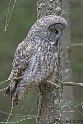 Great Grey Owl