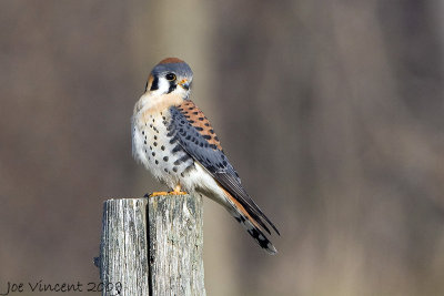 American Kestrel