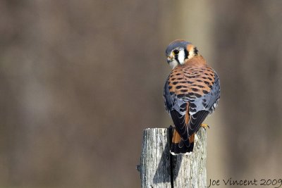 American Kestrel