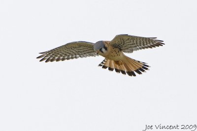 American Kestrel