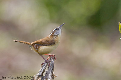 Carolina Wren