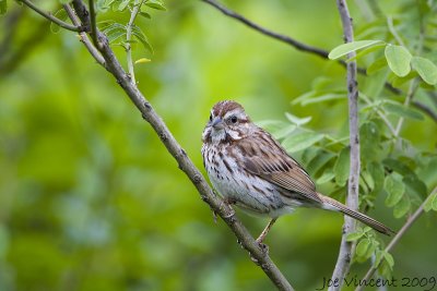 Song Sparrow