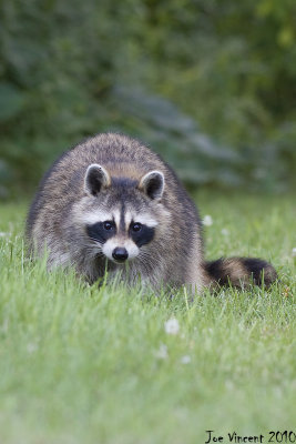 Raccoon