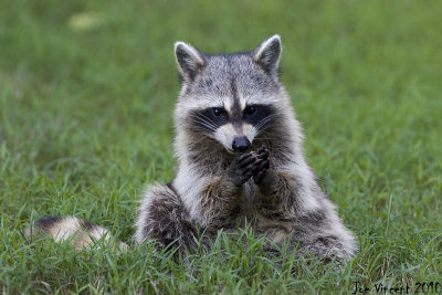 Raccoon