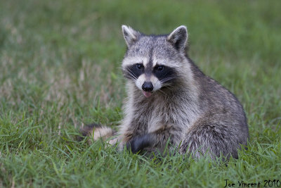 Raccoon