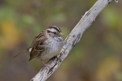 WhiteThroatedSparrow