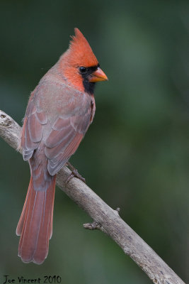 Cardinal