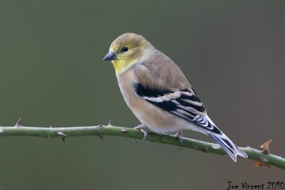 Goldfinch