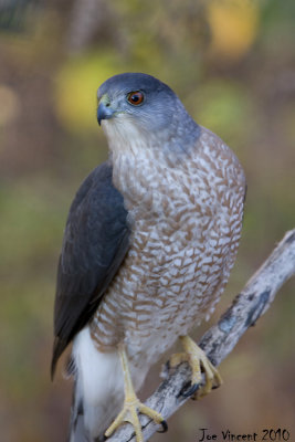 CoopersHawk