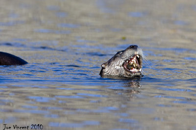 RiverOtter