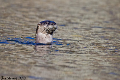 RiverOtter