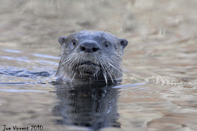 RiverOtter