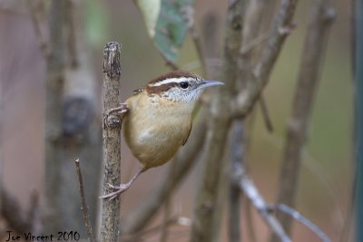 CarolinaWren