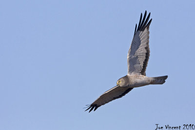 NorthernHarrier