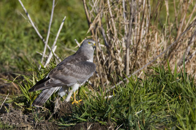 NorthernHarrier