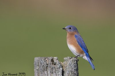 Eastern Bluebirds