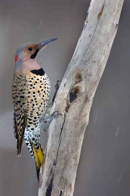 NorthernFlicker