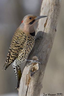 NorthernFlicker