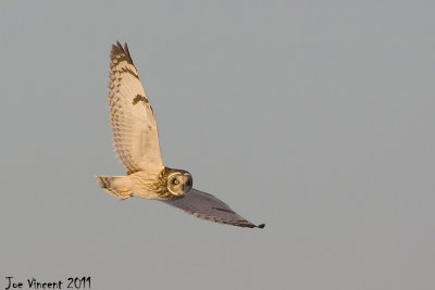 Short Eared Owl