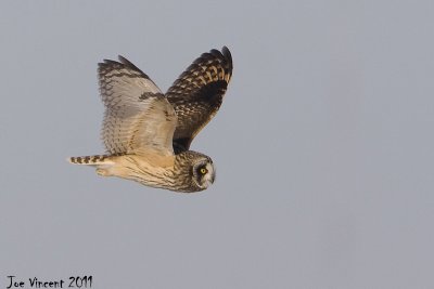 Short Eared Owl