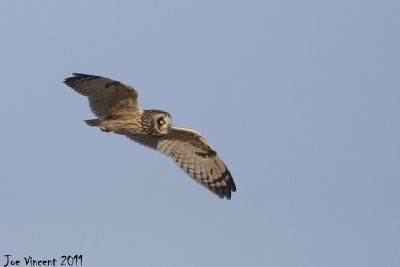 Short Eared Owl