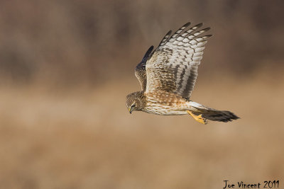 NorthernHarrier