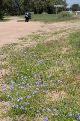 Barcoo flowers