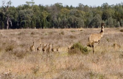 Emu and chicks