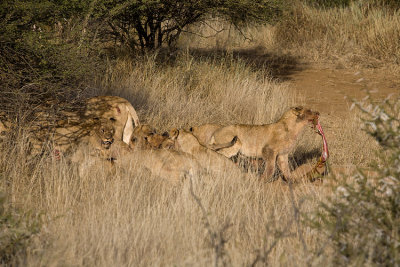 Lions munching on Wildebeest