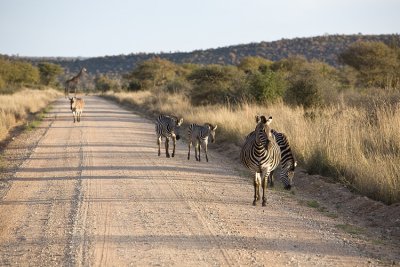 Giraffe on Zebra Crossing