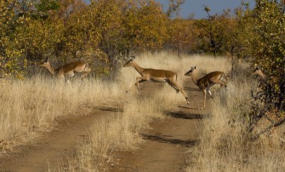 Running and Jumping impala