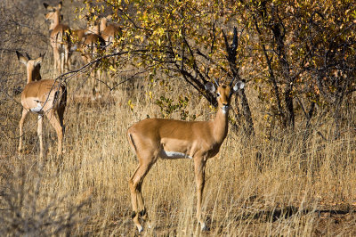 Standing impala