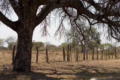Marula Tree with Botswana fencing