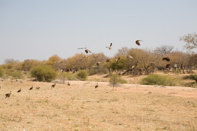 Vultures taking flight