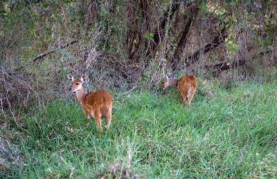 A pair of female Bushbuck