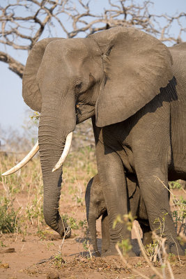 Elephant Mum and bub