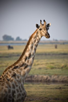 red-billed Ox-peckers on a Giraffe