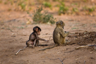 baby Baboons