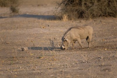 Warthog