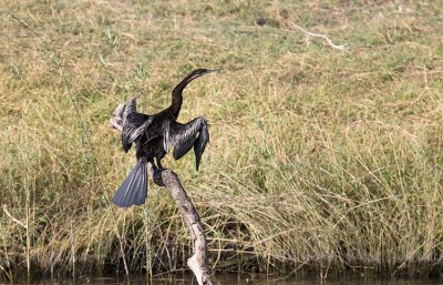 African Darter