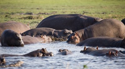 a raft of hippos