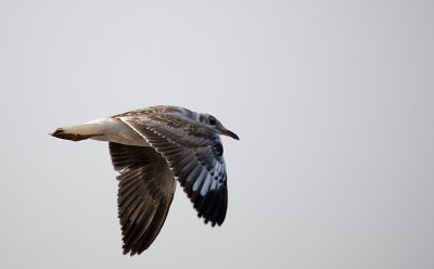 Grey-headed Gull - Juvenile