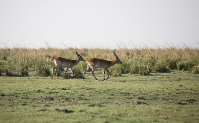 Red Lechwe