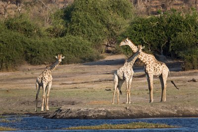 Giraffes gawking