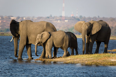 Elephants of Chobe